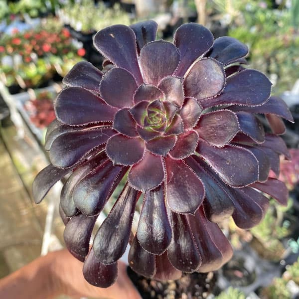 観葉植物/アエオニウム：黒法師3号ポット