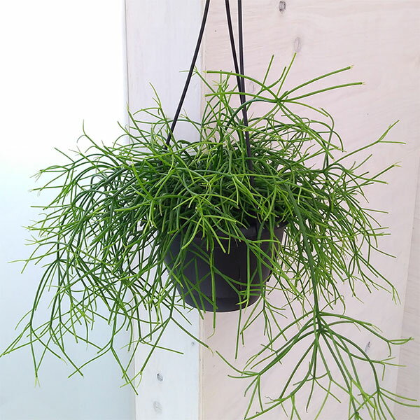 観葉植物/リプサリス：カシエロ　5号吊り鉢