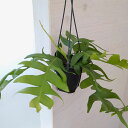 観葉植物/エピフィラム:クリソカルディウム4号吊鉢