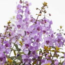 草花の苗/アンゲロニア:セレニータスカイブルー3.5号ポット 2株セット