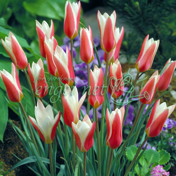 原種系チューリップ：レッド＆ホワイト2球植え3号ポット苗 2個セット