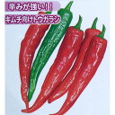 野菜の苗/韓国とうがらし3号ポット2株セット*