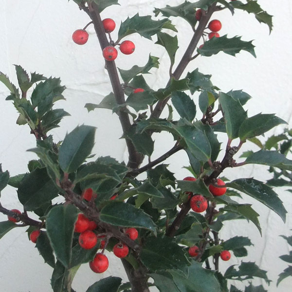 花木 庭木の苗/[送料無料]西洋ヒイラギ：ブループリンセス6号ポット 6株セットのサムネイル