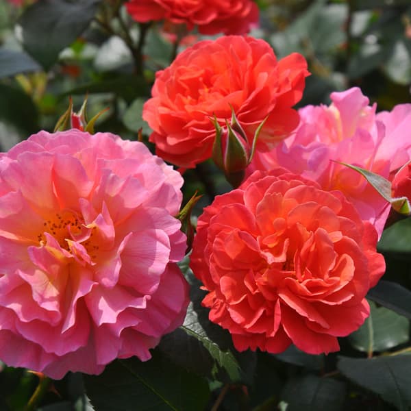 Rose - バラの苗/ロサ・オリエンティス：アリュマージュ大苗6号角鉢植え