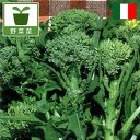 野菜の苗/イタリアンブロッコリー:ブロッキーニ3号ポット 2株セットy