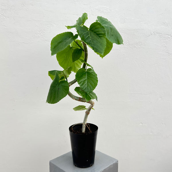 観葉植物/フィカス：ウンベラータ（曲がり） 5号ポット