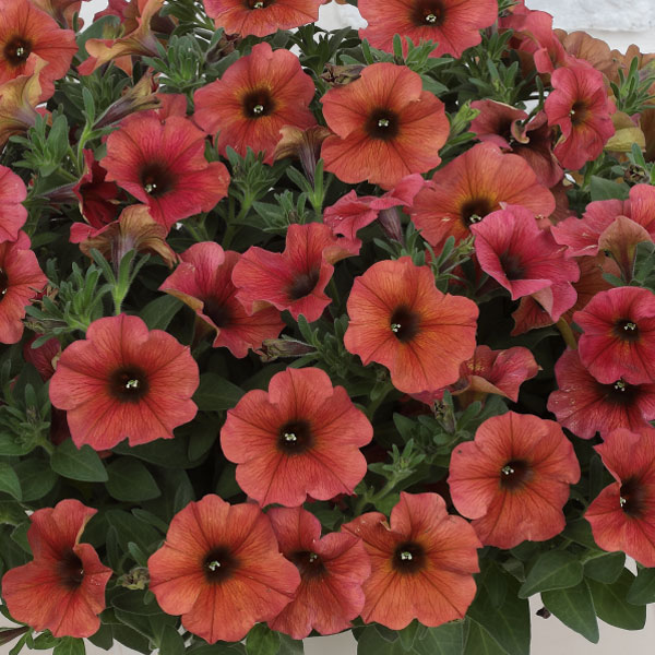 草花の苗/ペチュニア×カリブラコア：ビューティカル(R)シナモン3.5号ポット[雨に強く晩秋まで咲くサカタのタネ育成種]