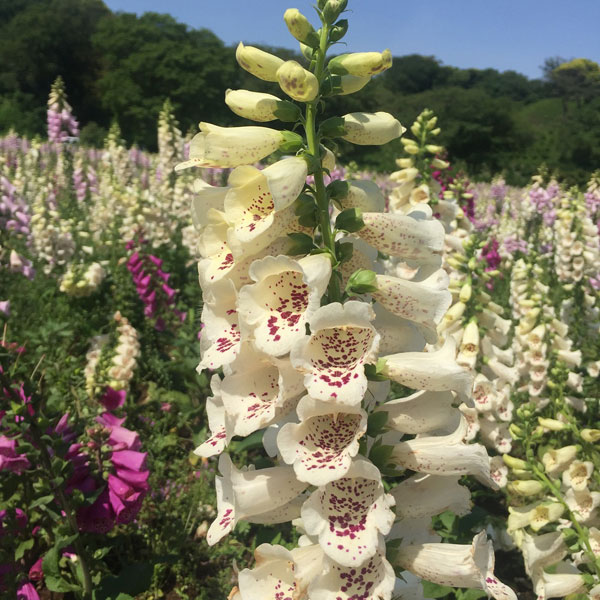 草花の苗/ジギタリス：キャメロットクリーム3.5号ポット