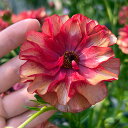草花の苗/(わけあり特価)ラナンキュラス:ラックス ムーサ3.5-4号ポット(開花終了株)