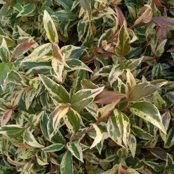 草花の苗/西洋イワナンテン（岩南天）：メルベイユ3.5号ポットのサムネイル