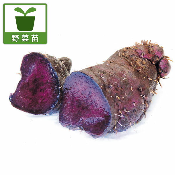 ムラサキヤマイモ・つる性・緑のカーテンに 苗野菜の苗/[送料無料]紫やまいも3.5号ポット 24株セットアントシアニン、ポリフェノールが豊富な、東南アジア原産のやまいもです。熱を加えても色は鮮やかです。紫のとろろ・・・もちろん油で揚げたり、蒸して食べたり、大変美味しいです。食卓に新しい彩りを与えてくれます。生育力旺盛で成長が早く、よく葉を茂らせるので、「緑のカーテン」（夏の日よけ植物）にも利用できます。学名：Dioscorea alataタイプ：ヤマノイモ科ヤマノイモ属つる性植物生育適温：20〜25℃草丈：〜200cm（つる性）植え付け適期：4〜5月用途：とろろ汁、やまかけ、和菓子他栽培方法：よく肥えた、水はけの良い粘質土壌が最適です。よく耕した場所に45cm位の間隔で10cm位の深さに植え付け、土をかけます。支柱やネットなどに蔓を這わせてください。イモは大きく生育する為、堆肥、油かす、化成肥料などを多めに施します。プランターでも栽培できます。深さ30cm以上ある野菜用のプランターに培養土を入れて植えつけてください。成長に応じて支柱を立てます。収穫は10月頃より行いますが、地上部が枯れてきたら、生育しないので掘り上げてください。3.5号（直径10.5cm）ポット入り苗です。写真は収穫した芋のイメージです。■お届け地域について　　　・北海道、沖縄、離島へのお届けは、追加送料（実費）をいただきます。　[送料無料]紫やまいも3.5号ポット 24株セットの栽培ガイド夏を涼しく　緑のカーテンづくり