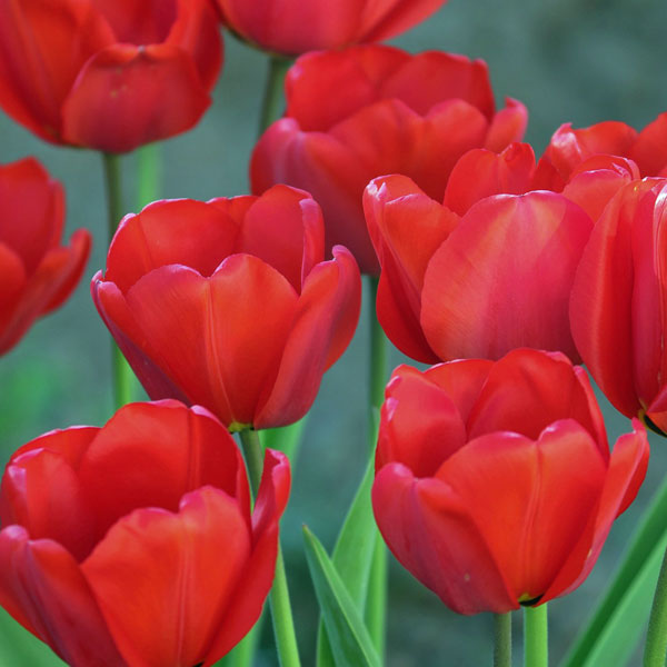 チューリップ：ファーストスター5号鉢植え（6球入り）