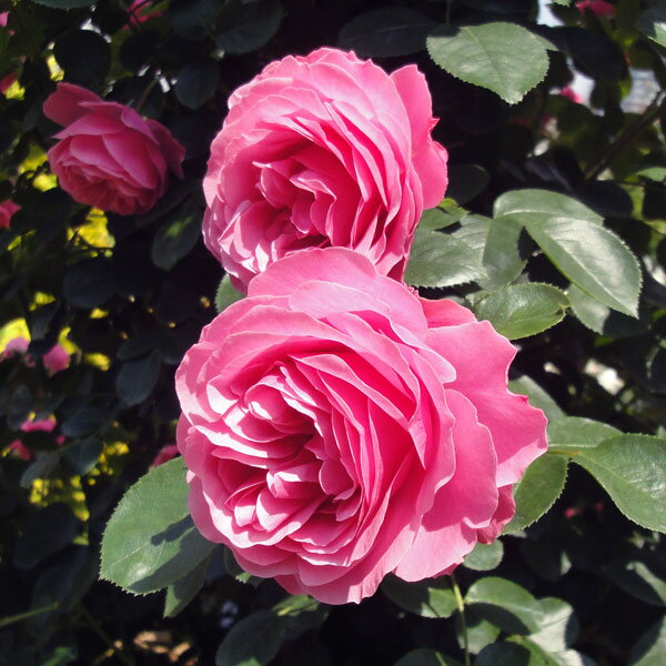Rose - バラの苗/[送料無料]つるバラ：レオナルドダビンチ新苗