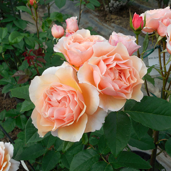 Rose - バラの苗/[送料無料]シュラブローズ（バラ）：風香（ふうか）新苗