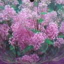 花木 庭木の苗/セアノサス：パールローズ4.5号ポット