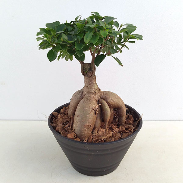 Other - 観葉植物/ガジュマル盆栽仕立て 7号鉢植え