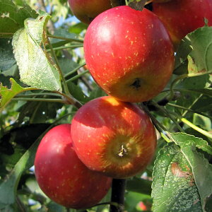 果樹の苗/リンゴ：アルプス乙女4～5号ポット