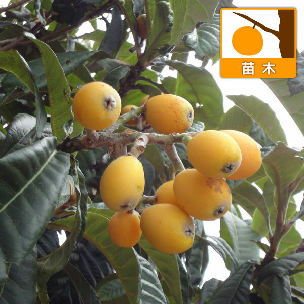 果樹の苗/ビワ（枇杷）：涼峰（りょうほう）4-5号ポット