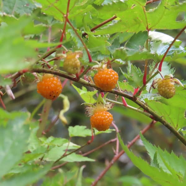 果樹の苗/日本の木いちご（キイチゴ）：カジイチゴ4～5号ポット