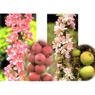 果樹の苗/バレリーナツリー2種受粉樹セット（メイポールとボレロ）