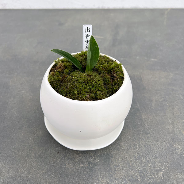 楽天市場】万年青 陶器の通販