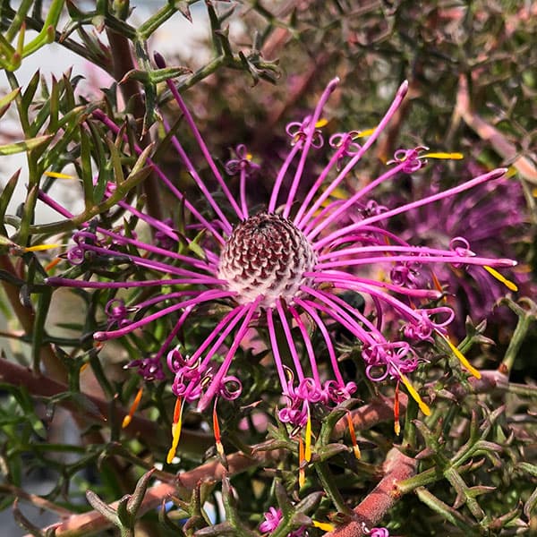 花木 庭木の苗/イソポゴン フォルモサス：ローズコーン3号ポットのサムネイル