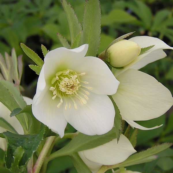 クリスマスローズ：*プチドール栞（しおり）4.5号ポット