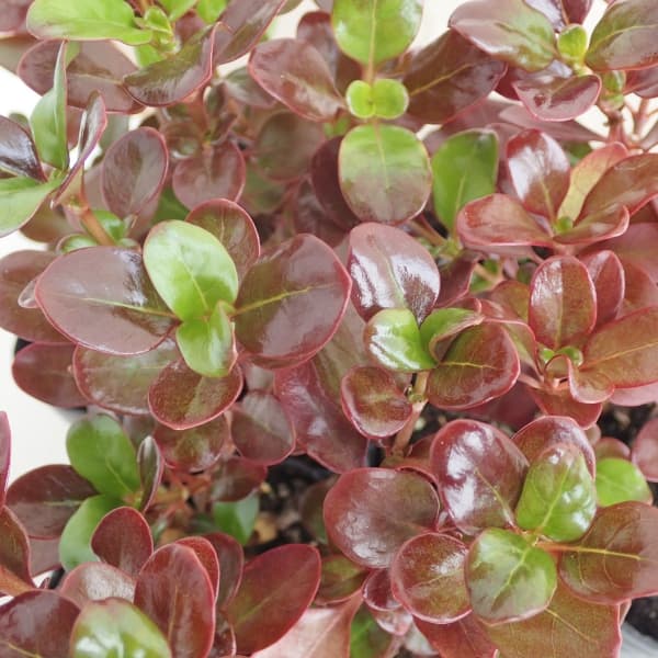 草花の苗/コプロスマ：コーヒー2.5号ポット