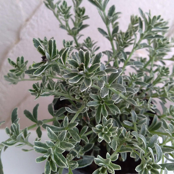 ���� ���ڤ���/�������ȥ�󥮥������⡼����2.5-3��ݥå� 5�����å�