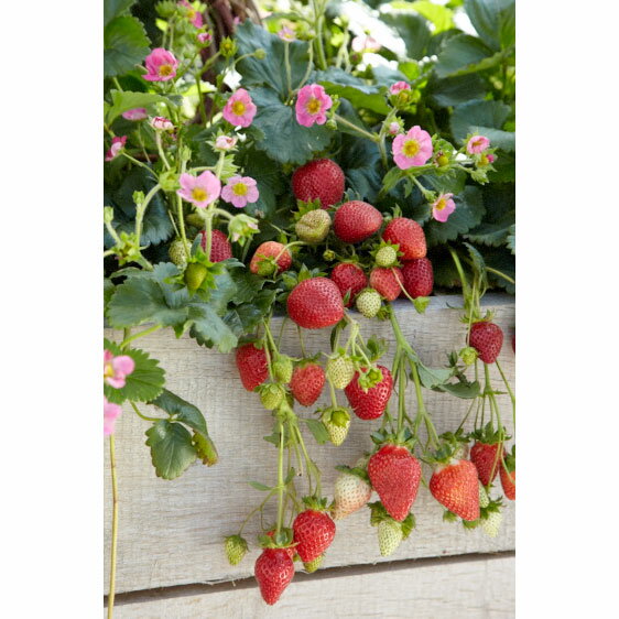 野菜の苗/イチゴ：四季なりいちご・かわいいピンク3号ポット 2株セット