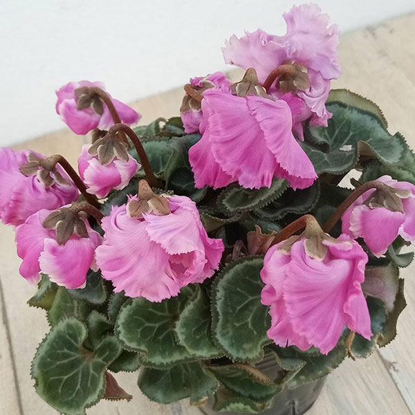 草花の苗/シクラメン：ふわもこ　パープル系3号ポットのサムネイル