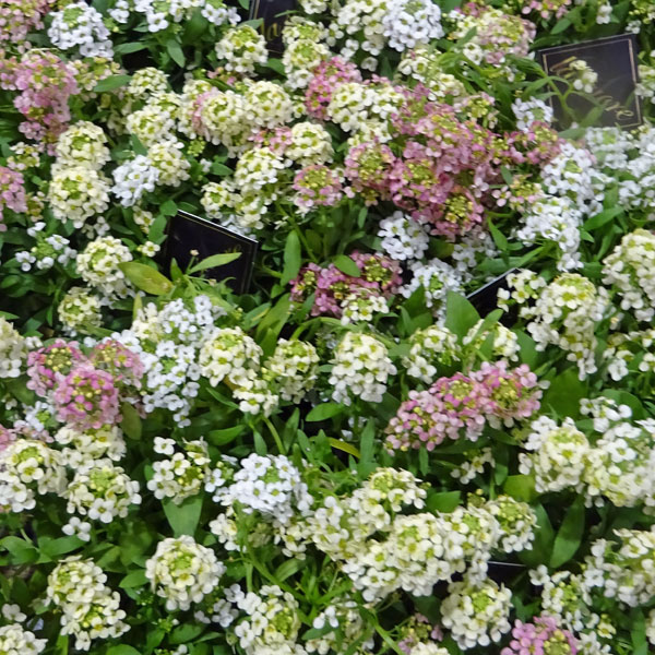草花の苗/アリッサム：シックカラー ミックス植え2.5号ポットのサムネイル