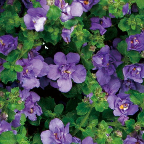 草花の苗/バラ咲きバコパ：スコーピア（コピアダブル）インディゴ3号ロングポットのサムネイル