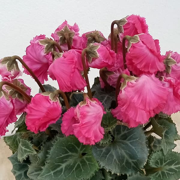 草花の苗/シクラメン：ふわもこ　レッド系3号ポットのサムネイル