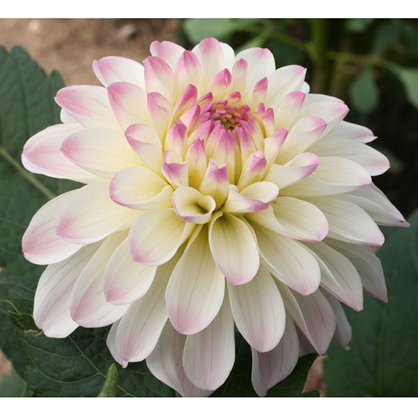 球根/ダリアの球根：（中小輪）キティ1球