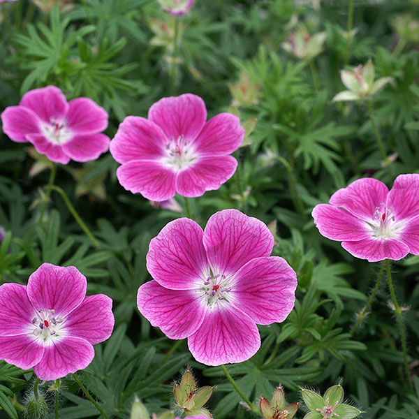 草花の苗/ゲラニウム：サンギネウム エルク3.5号ポット[4〜6月頃開花 半日陰にも向く宿根草]