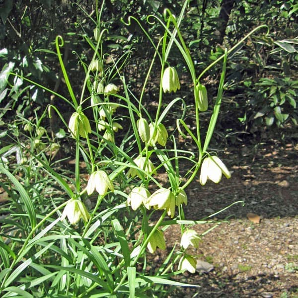 楽天市場】バイモ ユリの通販