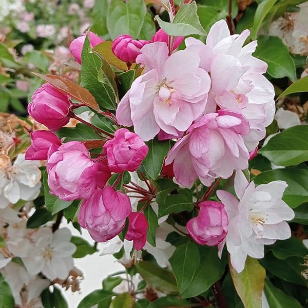 花木 庭木の苗/ハナカイドウ（海棠・マルス）：大花八重7号ポット[4月頃開花 ピンクの美麗花 ズミ]