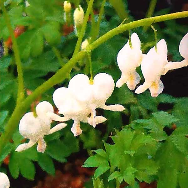 草花の苗/タイツリソウ：白花3号ポット*