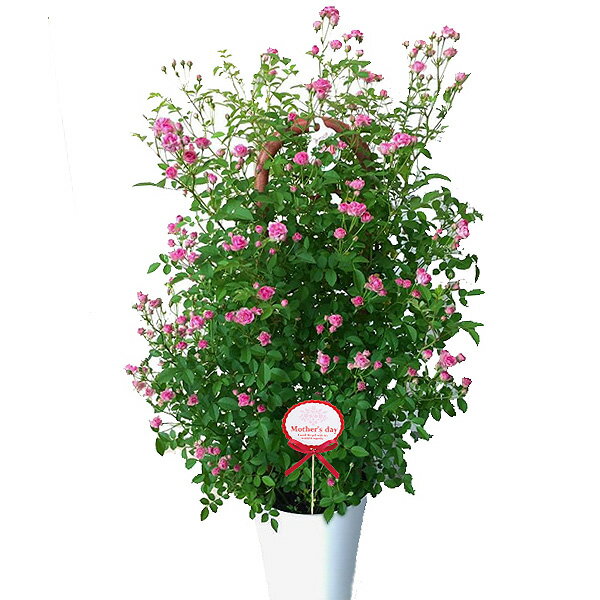 [送料無料][2023年 母の日ギフト][予約]ミニバラ：ミサキ6号鉢植え（フェンス仕立て）のサムネイル