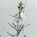 草花の苗/ゴムフォスティグマ2.5号ポット 2株セット