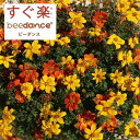 草花の苗/ビデンス：すぐ楽ビーダンスハニー＆オレンジ3.5号ポット(R)