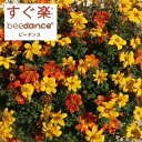 草花の苗/(わけあり特価)ビデンス:すぐ楽ビーダンスハニー&オレンジ3.5号ポット(R)