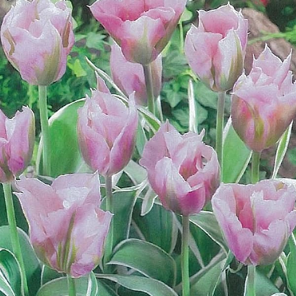 球根/チューリップ（斑入り葉）：チャイナタウン4球入りのサムネイル