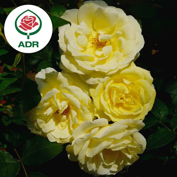 バラの苗/[送料無料]つるバラ：イ...