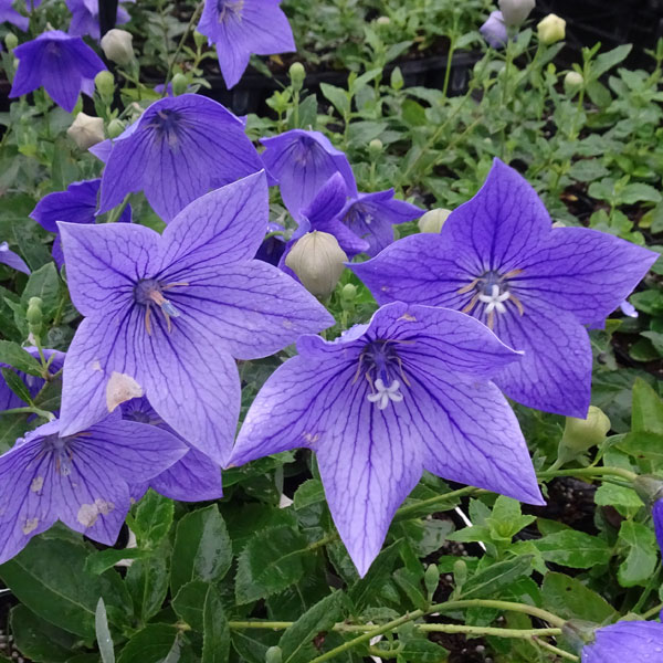 草花の苗/おもてなしキキョウ(桔梗）：一重系パープル4号ポッ