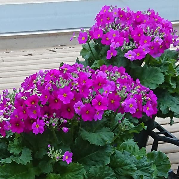 （わけあり特価）プリムラ・フジザクラ（富士桜）：パープル系5号鉢植え