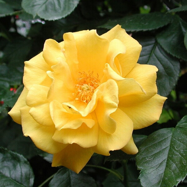 バラの苗/四季咲中輪バラ：ゴールド...