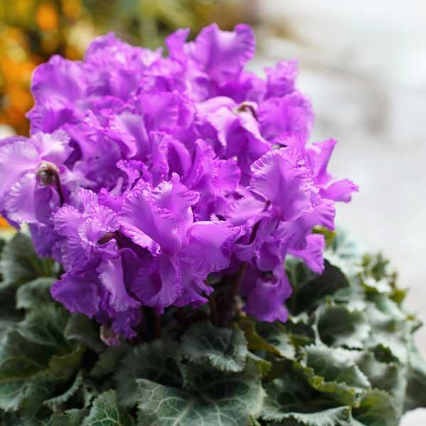 シクラメン：天空（てんくう）5号鉢