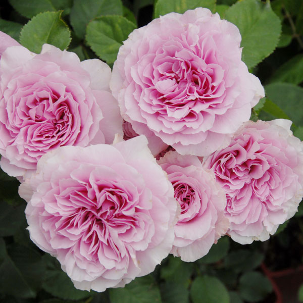 バラの苗/[送料無料]（わけあり特価）ハイブリッドティー：：フウシャ（風謝）新苗